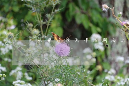 光大银行信用卡逾期会上公司吗 光大银行信用卡逾期会上公司吗