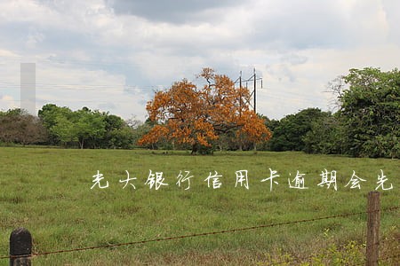光大银行信用卡逾期会先报案吗