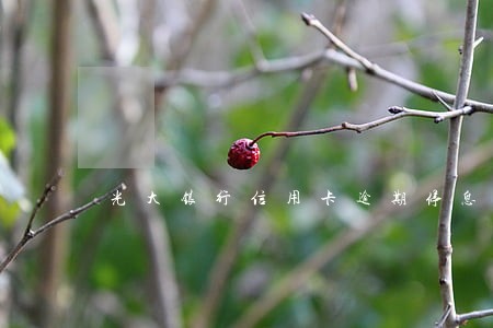 光大银行信用卡逾期停息挂账 光大银行信用卡逾期停息挂账