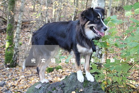 光大银行信用卡逾期八万 光大银行信用卡逾期八万