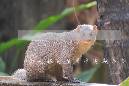 光大银行信用卡逾期六万