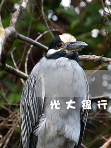 光大银行信用卡逾期后还可以吗 光大银行信用卡逾期后还可以吗
