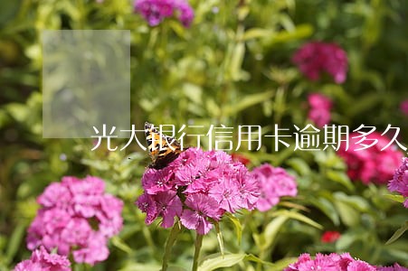 光大银行信用卡逾期多久自动起诉 光大银行信用卡逾期多久自动起诉
