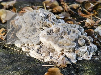 光大银行信用卡逾期申请停息分期 光大银行信用卡逾期申请停息分期