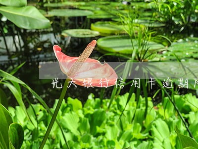 光大银行信用卡逾期降额度