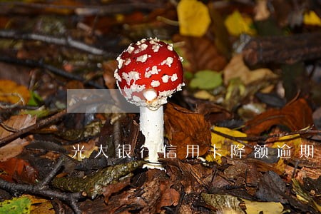 光大银行信用卡降额逾期 光大银行信用卡降额逾期