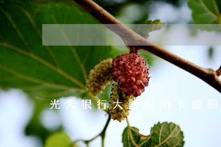 光大银行大额信用卡逾期 光大银行大额信用卡逾期