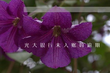 光大银行未入账算逾期