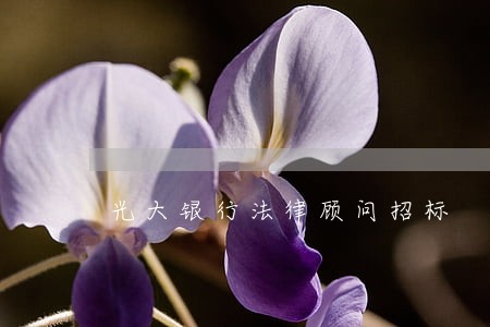 光大银行法律顾问招标 光大银行法律顾问招标