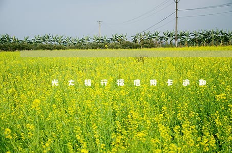 光大银行福信用卡逾期 光大银行福信用卡逾期