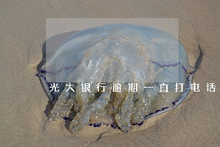 光大银行逾期一直打电话