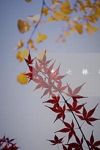 光大银行逾期叫还全款 光大银行逾期叫还全款