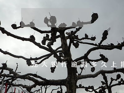 光大银行逾期多久上报征信 光大银行逾期多久上报征信