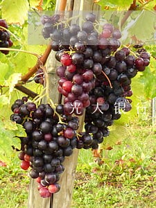 光大银行逾期多久消除 光大银行逾期多久消除