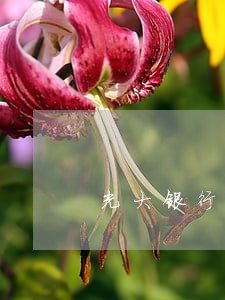 光大银行逾期政策 光大银行逾期政策