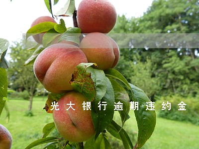 光大银行逾期违约金 光大银行逾期违约金