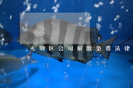 光明区公司解散免费法律咨询 光明区公司解散免费法律咨询