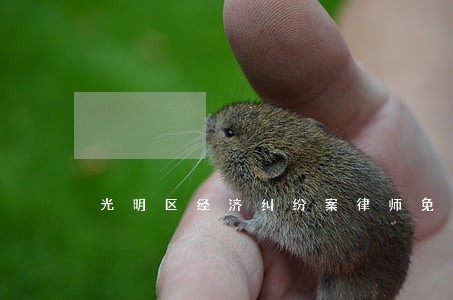 光明区经济纠纷案律师免费 光明区经济纠纷案律师免费