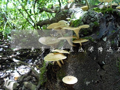 光有地方立法保障还不够 光有地方立法保障还不够