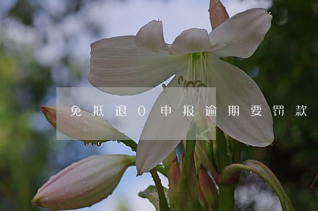 免抵退0申报逾期要罚款吗