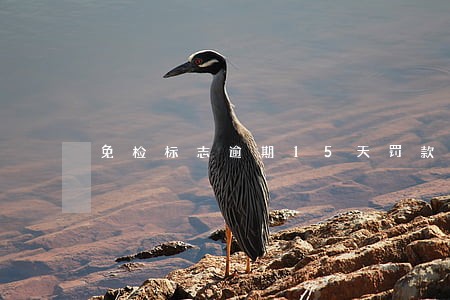 免检标志逾期15天罚款吗 免检标志逾期15天罚款吗