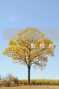 免检标志逾期4天罚款吗 免检标志逾期4天罚款吗
