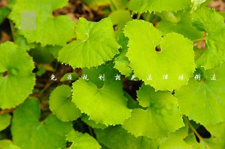 免疫规划相关法律条例法规 免疫规划相关法律条例法规