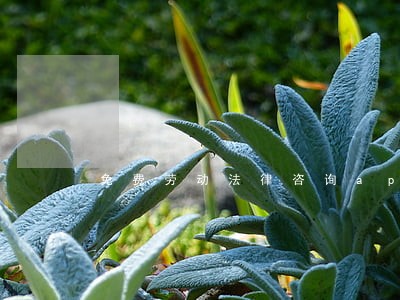 免费劳动法律咨询app 免费劳动法律咨询app