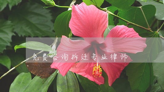 免费咨询拆迁专业律师