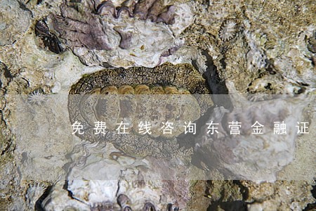 免费在线咨询东营金融证券律师 免费在线咨询东营金融证券律师