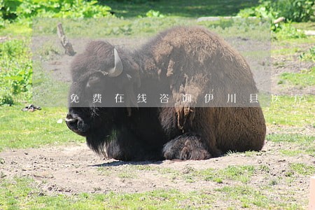 免费在线咨询伊川县医疗事故律师 免费在线咨询伊川县医疗事故律师