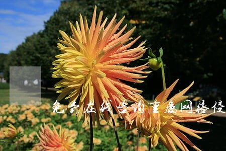 免费在线咨询重庆网络侵权律师 免费在线咨询重庆网络侵权律师