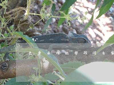 免费在线法律顾问专家 免费在线法律顾问专家