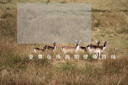 免费在线离婚律师咨询 免费在线离婚律师咨询