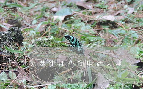 免费律师咨询电话天津 免费律师咨询电话天津