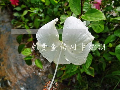 免费查信用卡逾期 免费查信用卡逾期