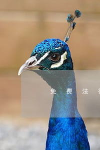 免费法律咨询是否收费 免费法律咨询是否收费