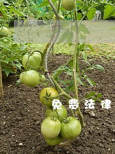 免费法律咨询是骗钱吗 免费法律咨询是骗钱吗