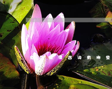免费法律咨询有哪些软件