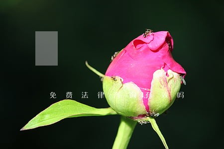免费法律咨询有效吗