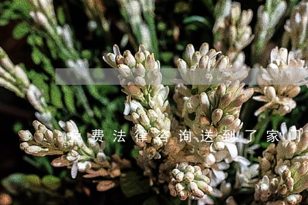 免费法律咨询送到了家门口 免费法律咨询送到了家门口