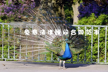 免费法律顾问合同范本 免费法律顾问合同范本