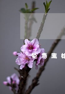 免费离婚律师电话是多少 免费离婚律师电话是多少