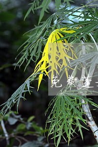 免费蓬安县行政类律师在线咨询 免费蓬安县行政类律师在线咨询