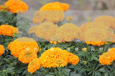 党内法规与道德之间的关系 党内法规与道德之间的关系