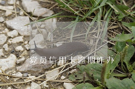 党员信用卡逾期咋办 党员信用卡逾期咋办