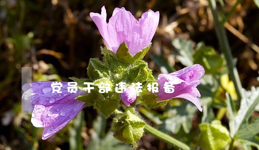 党员干部违法报备 党员干部违法报备