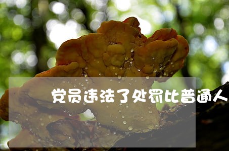 党员违法了处罚比普通人轻 党员违法了处罚比普通人轻