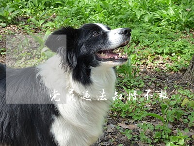 党员违法知情不报 党员违法知情不报