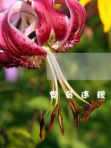 党员违规干预插手司法活动行为 党员违规干预插手司法活动行为